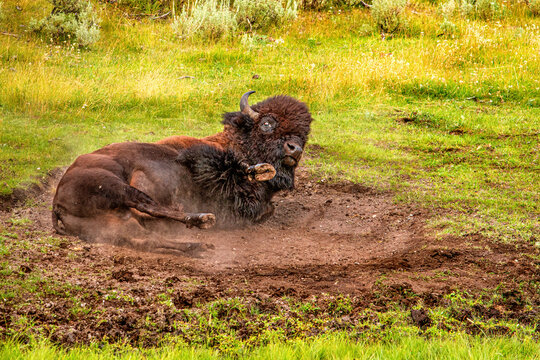 Buffalo Wallow
