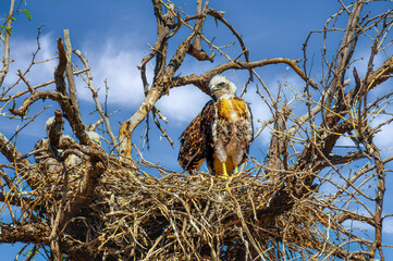 Red Tailed Hawk Chick