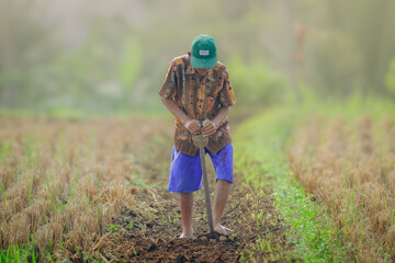 A farmer using a soil fork to dig the soil in the rice field (petani menggunakan garpu tanah untuk...