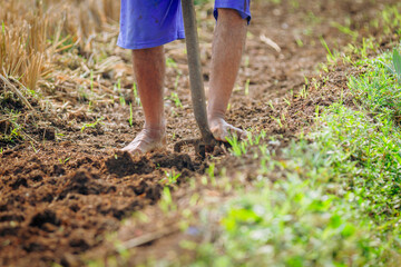 A farmer using a soil fork to dig the soil in the rice field (petani menggunakan garpu tanah untuk menggemburkan tanah di sawah) 
