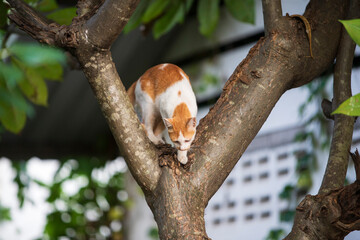 Cute cat sitting on the tree in garden at thailand.