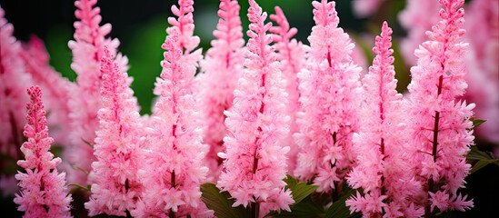 Pink Astilbe arendsii also known as False Spirea is a rhizomatous flowering plant in the Saxifragaceae family