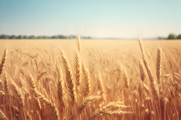 golden wheat field and sunny day