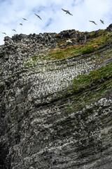 Black-Legged Kittiwake gulls nesting on a bird cliff at Kapp Waldberg, arctic expedition tourism around Svalbard
