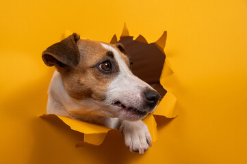 Funny jack russell terrier comes out of a paper orange background tearing it. 