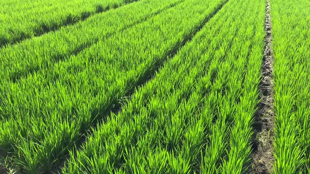 Wide green rice field in a village around Semarang, Indonesia.