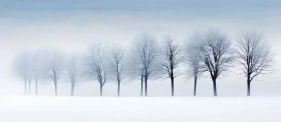 Snowy and foggy trees