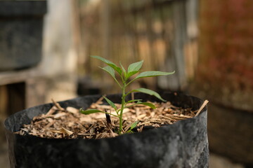 A young green pepper plant growing in a black plastic pot