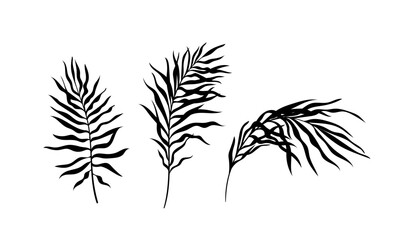 Palm leaves silhouette set. Black branches with foliage. Tropical and exotic stem. Rainforest and jungle. Template and layout. Cartoon flat vector collection isolated on white background