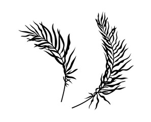 Palm leaves silhouette set. Black branches with foliage. Tropical and exotic stem. Rainforest and jungle. Botany and floristry. Cartoon flat vector collection isolated on white background