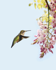 Graceful Hummingbird Amongst Blooms - 668437860