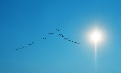 Symmetric V-shaped flight formation of flights of birds over clear sky