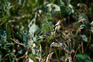 害虫でボロボロになった芋の葉っぱ