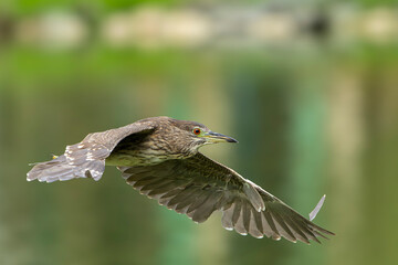 Night heron in flight