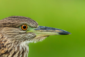 Closeup of a night heron