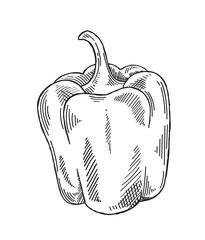 Vegetable minimalistic sketch. Pepper hand drawn. Natural and organic product. Autumn season eating with vitamin. Poster or banner. Linear flat vector illustration isolated on white background