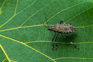 Yellow-spotted stink bug macro on a leaf