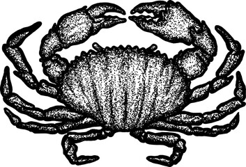 Stipple drawing of crab vector illustration © Noctwork