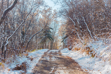Path through snow covered winter forest on sunny day