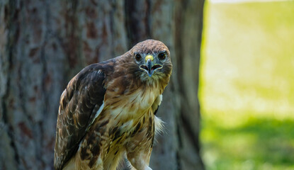 Portrait of a Red-Tailed Hawk Raptor Bird