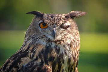 Eurasian Eagle-Owl bird close-up with one eye somewhat closes on a summer day