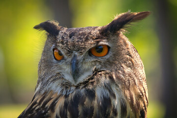 Closeup Portrait of an Eurasian Eagle-Owl
