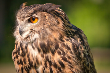 Eurasian Eagle-Owl bird close-up looking to the side