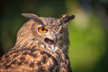 Closeup Portrait of an Eurasian Eagle-Owl with mouth open