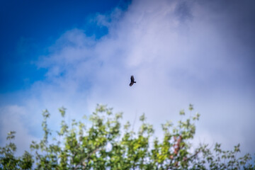 Turkey Vulture Bird Soars in the Sky above the tree line