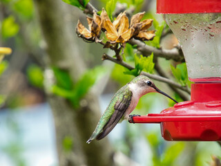 Ruby-Throated Hummingbird gets nectar from a feeder
