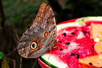 Mariposa marron comiendo de una torreja de patilla roja