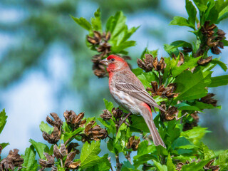 House Finch bird perched on a rose of sharon hibiscus bush