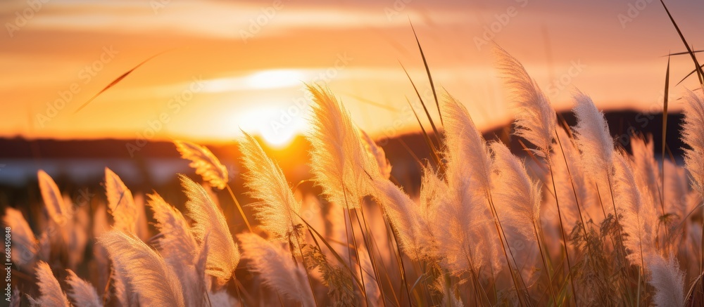 Poster Wild grasses with a golden sunset