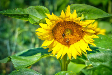 Obraz premium Bees on a sunflower in the sunshine