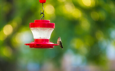 Ruby-Throated Hummingbird sits on a nectar feeder