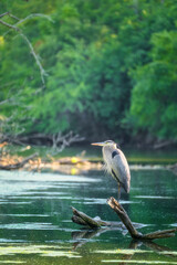 Great Blue Heron Bird stands watch on a fallen tree branch in the water with a forest in the background