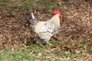 GALLO EN CAMPO