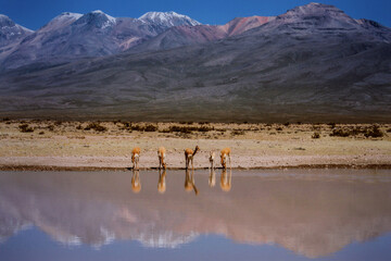 Vicunas at the river