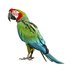 Obraz premium side view full body of green macaw bird standing isolated on a transparent background. Generative AI