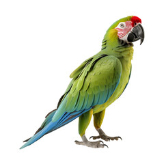 Fototapeta premium side view full body of green macaw bird standing isolated on a transparent background. Generative AI