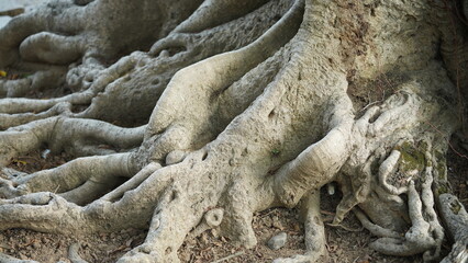 The big roots of one old tree in the temple of the China