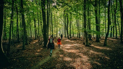 Array of lush, green trees in a picturesque wooded area, creating a tranquil atmosphere