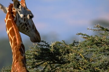 Wildlife of Lake  Nakuru, Kenya - obrazy, fototapety, plakaty