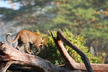 Wildlife of Lake  Nakuru, Kenya