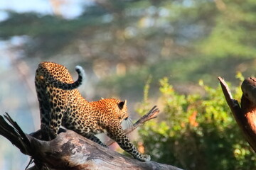 Wildlife of Lake  Nakuru, Kenya