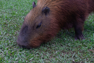 Capybara eating grass in the park