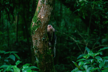 Monkey in the city park