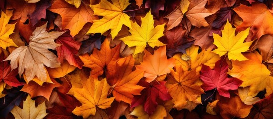Perfect autumn leaves background image for seasonal purposes