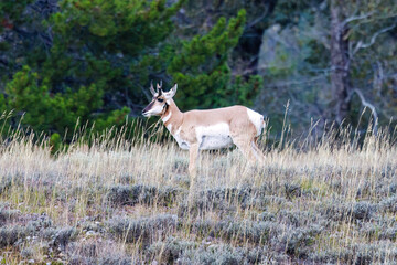 Pronghorn (Antilocapra Americana) standing in a meadow during early fall.