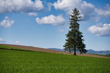 Hokkaido, Japan - October 11, 2023: One tall tree at a Beautiful field in Biei in autumn, Hokkaido, Japan
